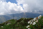71 Anche fioriture di camedrio alpino alla croce di vetta della Corna Grande